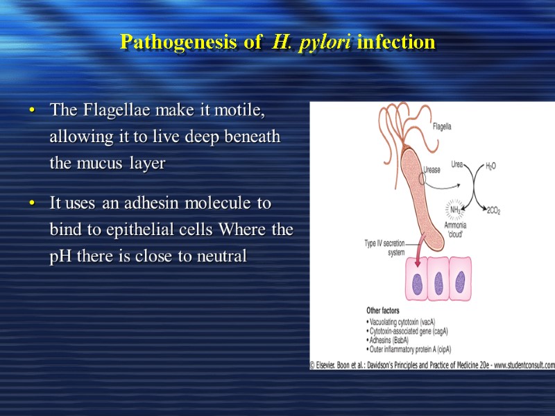 Pathogenesis of  H. pylori infection The Flagellae make it motile, allowing it to